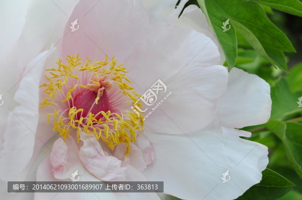 牡丹