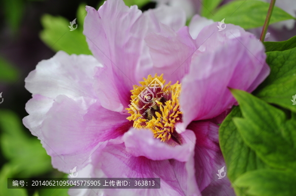 牡丹
