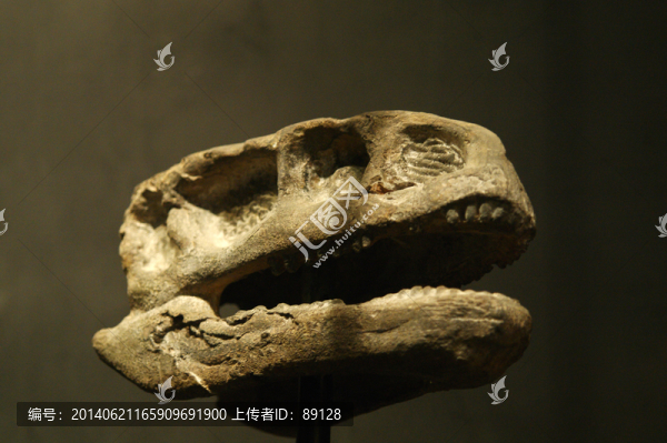 恐龍化石