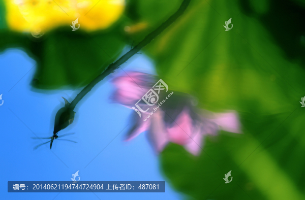 荷花
