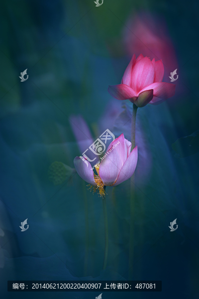 荷花