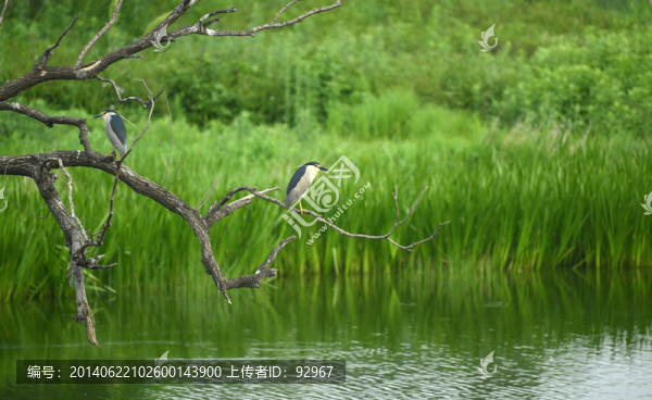 綠鷺