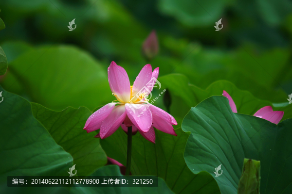 粉紅色荷花