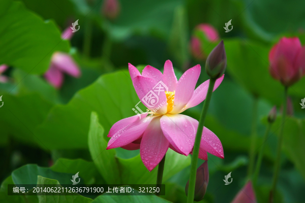 粉紅色荷花