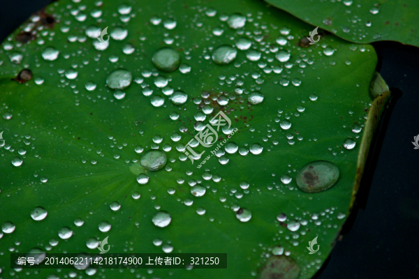 荷葉水滴