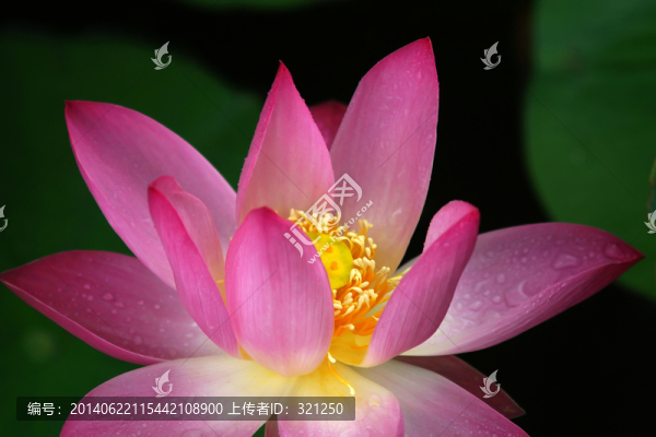 粉紅色荷花