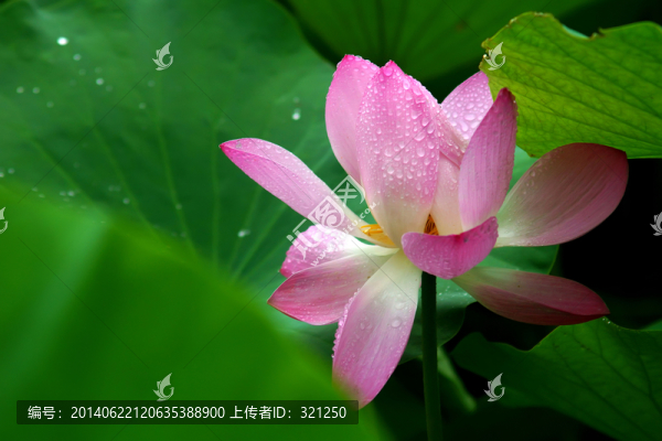 粉紅色荷花