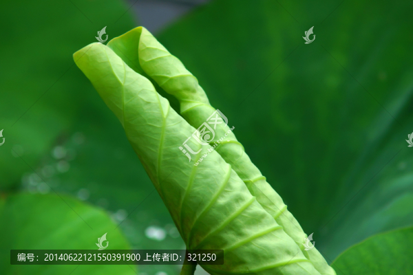 卷曲的荷葉