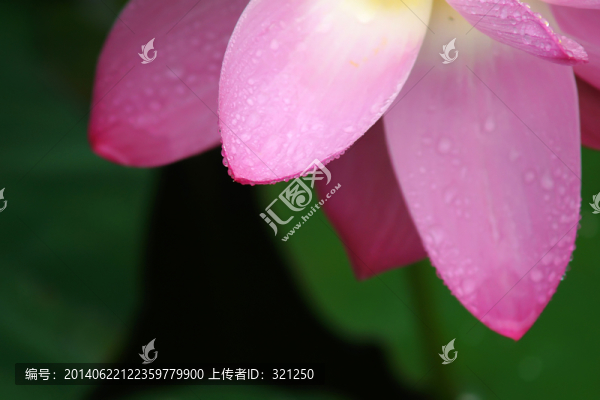 粉紅色荷花