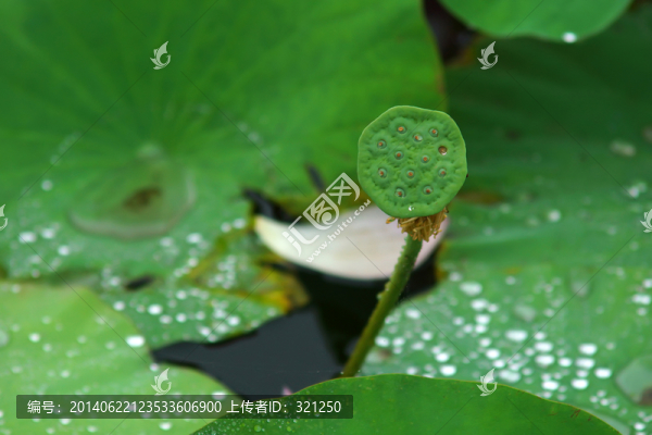 蓮蓬,荷葉