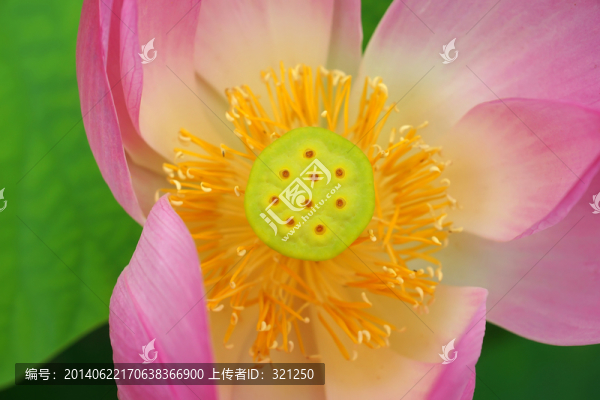 荷花花蕊