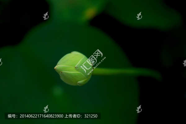 荷花花苞