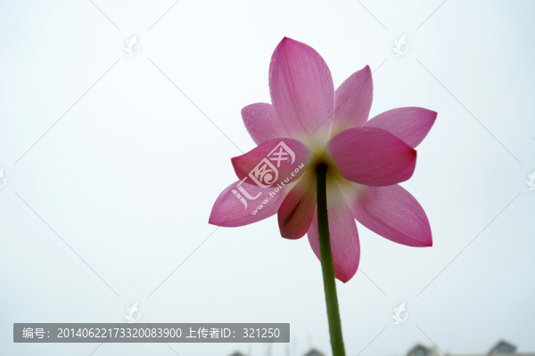 粉紅色荷花