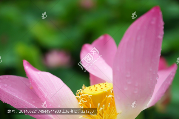 粉紅色荷花
