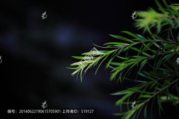水杉