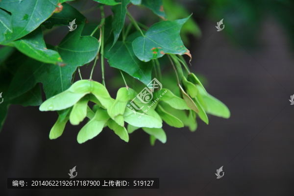 樹葉