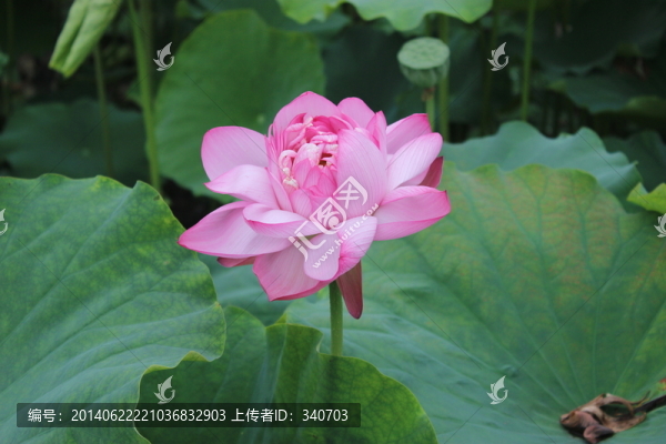 荷花