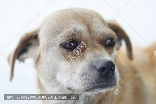 狗