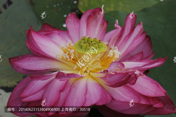 綻放的荷花