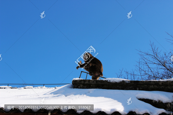 峨眉山雪猴