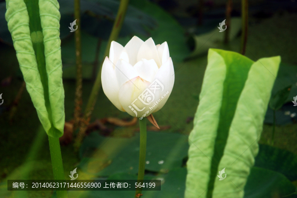 一朵開放的白蓮花