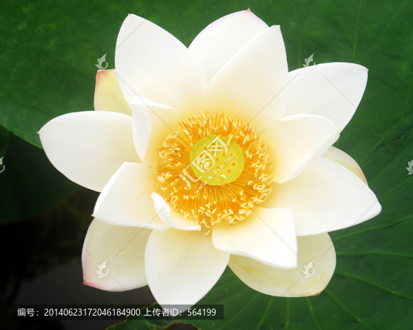 一朵盛開的白蓮花