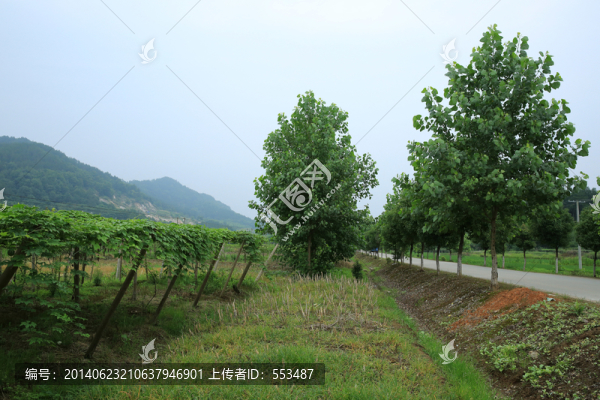蘇榮占田栽樹傷民