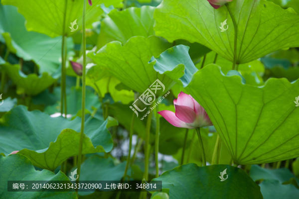 荷花