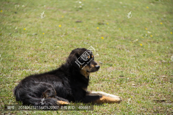 藏獒