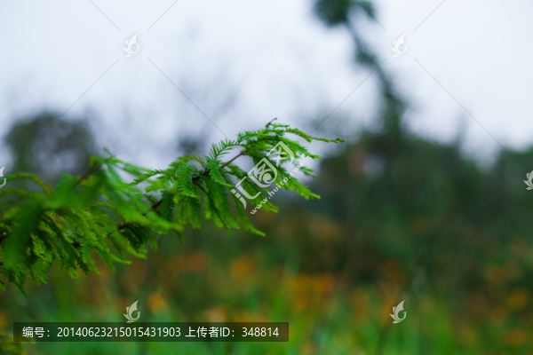 樹枝