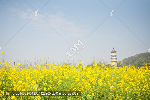 油菜花