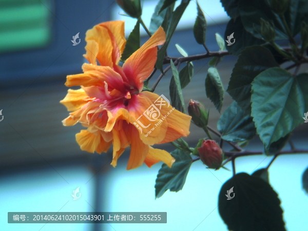 木槿花