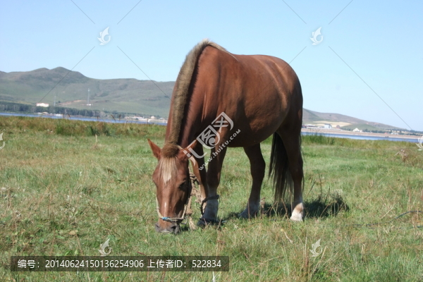 食草的馬