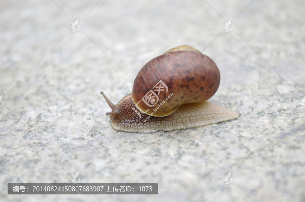 地上的蝸牛