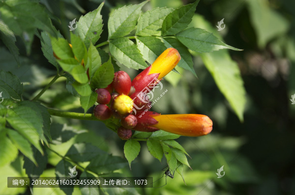 凌霄花與花蚊子