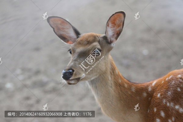 鹿