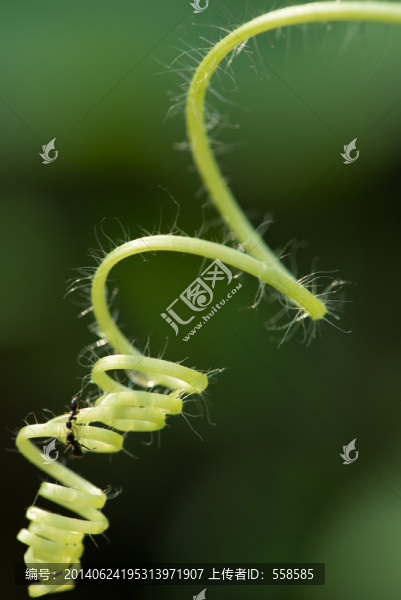 藤蔓植物特寫