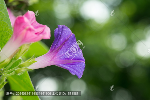 帶雨滴的喇叭花