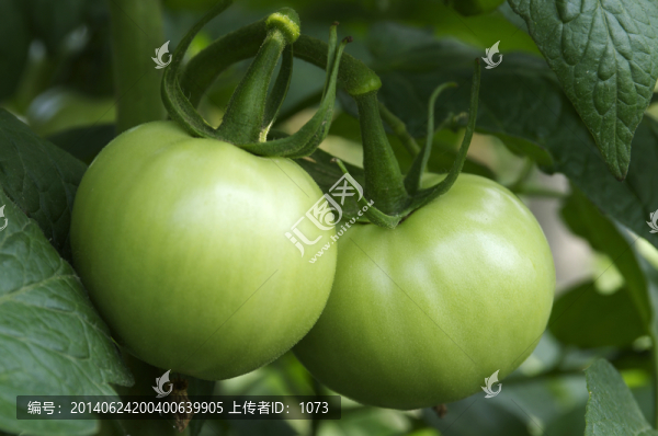 青西紅柿