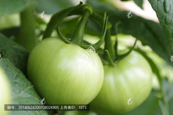 青西紅柿