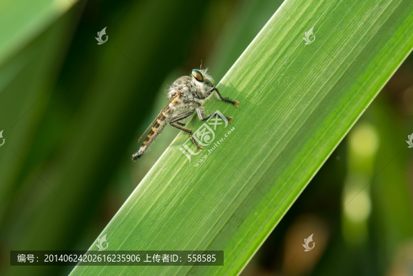 食蟲虻特寫