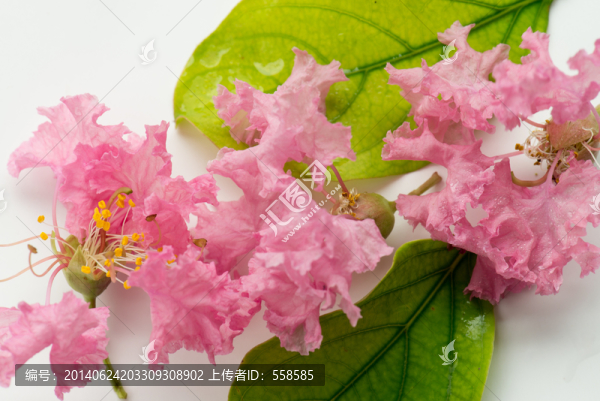 紫薇花與葉子