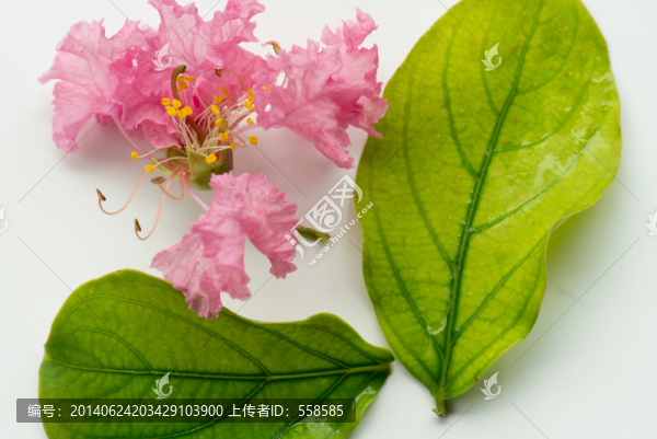 紫薇花與葉子造型