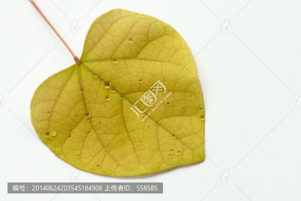 黃色紫荊葉子
