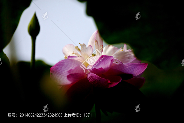 荷花圖,荷花,合肥植物園