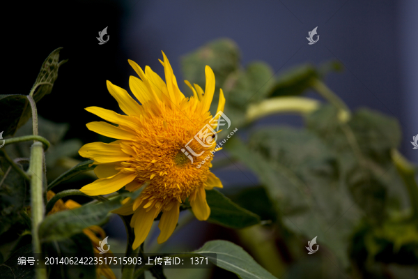 向日葵,葵花,合肥植物園