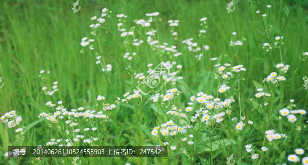 夏花
