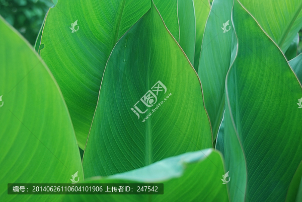 芭蕉葉
