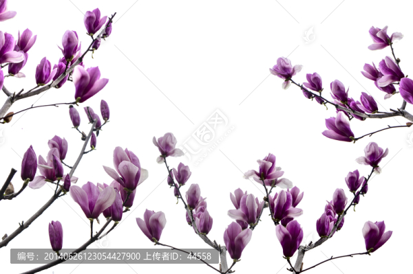 玉蘭花