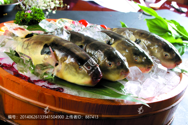 長江江魚